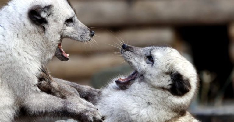 Reservations - Two white foxes are fighting with each other