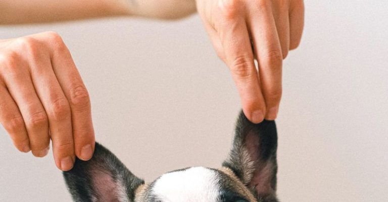 Loyalty Programs - French Bulldog on Studio Shot